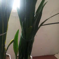 سانسوریا|گل و گیاه طبیعی|کرمان, |دیوار