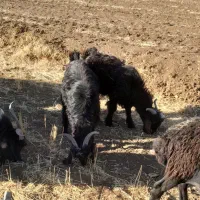 بیگ نر