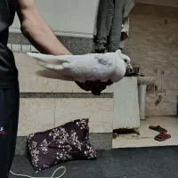 کبوتر