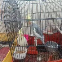 عروس هلندی مولد و بچهاشون(نیمه دستی)|پرنده|ری, شهید غیوری (ابن باویه)|دیوار