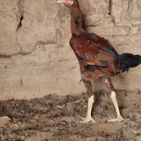 تخم نطفه دار لاری