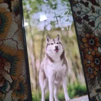 گوشی شیائومی مدل 11 T پرو