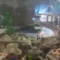 اکواریوم با پمپ و تسویه|ماهی|سراوان, |دیوار