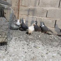 کفتر|پرنده|ماهان, |دیوار