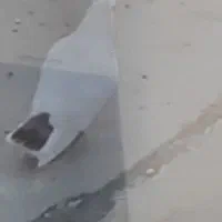 کبوترفراری|پرنده|نمین, |دیوار