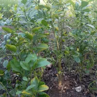 نهال لیمو ترش محلی