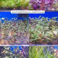 چهل نوع گیاه اکواریوم رسید