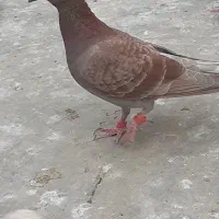 جوجه|پرنده|تایباد, |دیوار