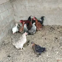 مرغ و خروس بومی تخمگذار|حیوانات مزرعه|خمینیشهر, |دیوار