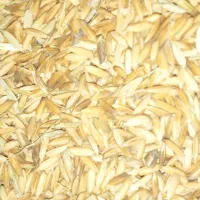 شلتوک خشک شده بذری|خوردنی و آشامیدنی|اهواز, اسماعیلیه|دیوار