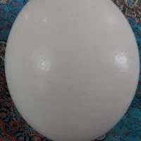 تخم شترمرغ و تخم مرغ محلی درشت وریز