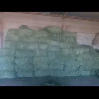 یونجه انباری تحویلی|عمده‌فروشی|قیدار, |دیوار