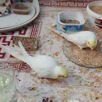 2 عدد جوجه دوماهه لوتینو چشم شرابی دونخور|پرنده|تهران, خانی‌آباد|دیوار