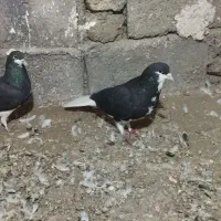 کفتر خوشرنگ|پرنده|اقبالیه, |دیوار