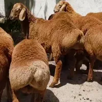 نرینه قلمابی زنده عقیقه قربانی درجه 1 گوسفند|حیوانات مزرعه|مشهد, خین عرب|دیوار