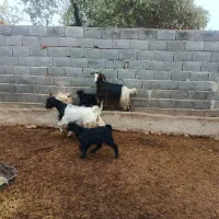 دوتا بز بزغاله دار