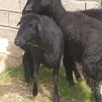 ۵راس بره ماده سیاه لخت