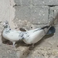 کفتر|پرنده|نقده, |دیوار