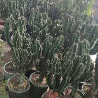 گل و گیاه اپارتمانی طبیعی شاداب و اینده دار|گل و گیاه طبیعی|مشهد, شاهد (شهرک غرب)|دیوار