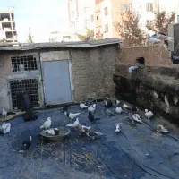 کبوتر ساده طوقی ۲۹عدد|پرنده|مشهد, ادیب نیشابوری (شهرک غرب)|دیوار