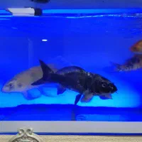 ماهی و اکواریوم|ماهی|تهران, جوادیه تهرانپارس|دیوار