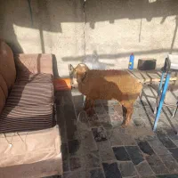 گوسفند زنده|حیوانات مزرعه|باقرشهر, |دیوار