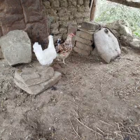 فروش مرغ خروس جوجه گلین و غاز روستایی اصیل|حیوانات مزرعه|بیله سوار, |دیوار