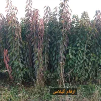 پسته پایه بادامی و بنه منناسب دین و خاک شور|خدمات باغبانی و درختکاری|تهران, امیریه|دیوار