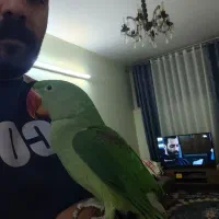 یک شاه طوطی نر شاه تخم یک جفت ملنگو شیطون و ملوس|پرنده|تهران, دردشت|دیوار