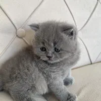 اسکاتیش بریتیش های بلو رنگ|گربه|تهران, شهران شمالی|دیوار