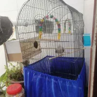 عروس هلندی|پرنده|محمدشهر, ولدآباد|دیوار