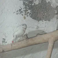 قناری ماده|پرنده|کهریزک, |دیوار