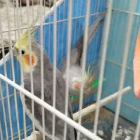 عروس هلندی|پرنده|مشهد, شهید بصیر|دیوار