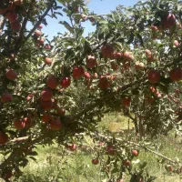 خرید سیب درختی