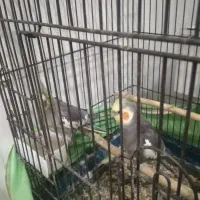 عروس هلندی جفت|پرنده|فشاپویه, |دیوار