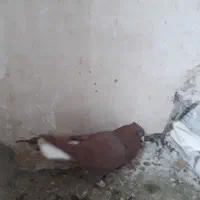 کبوتر|پرنده|تربت‌حیدریه, حیدرآباد|دیوار