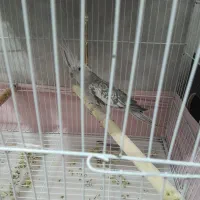 عروس هلندی ماده اماده|پرنده|زاهدان, |دیوار