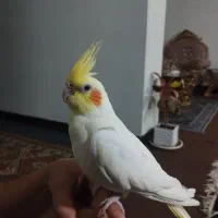 عروس هلندی دستی