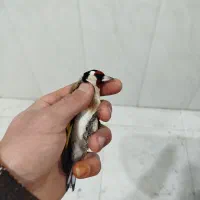 سه عدد سهره نر|پرنده|نقده, |دیوار