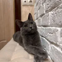 واگذاری گربه اسکاتیش