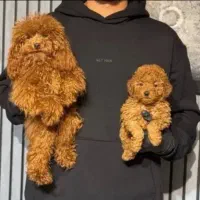 مرکز تخصصی نژاد پودل اصیل با قرارداد رسمی