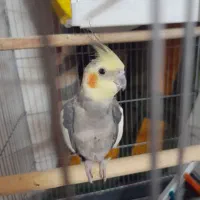 عروس هلندی نر و ماده