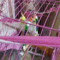 عروس هلندی نر