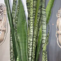 گل سانسوریا