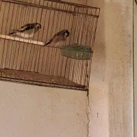 ۳تا سهره خوب ذات دار