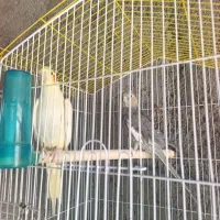عروس هلندی نروماده