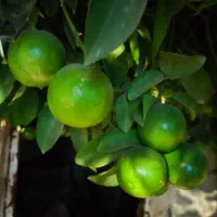 لیمو شیرین اورگانیک