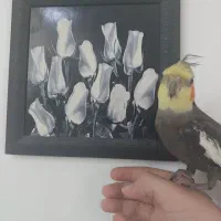 عروس هلندی نر