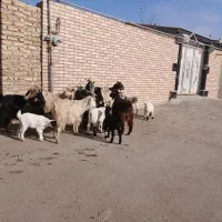 ۷رس بز|حیوانات مزرعه|جوادآباد, |دیوار