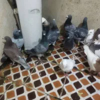 کفتر|پرنده|فیروزآباد (فارس), |دیوار